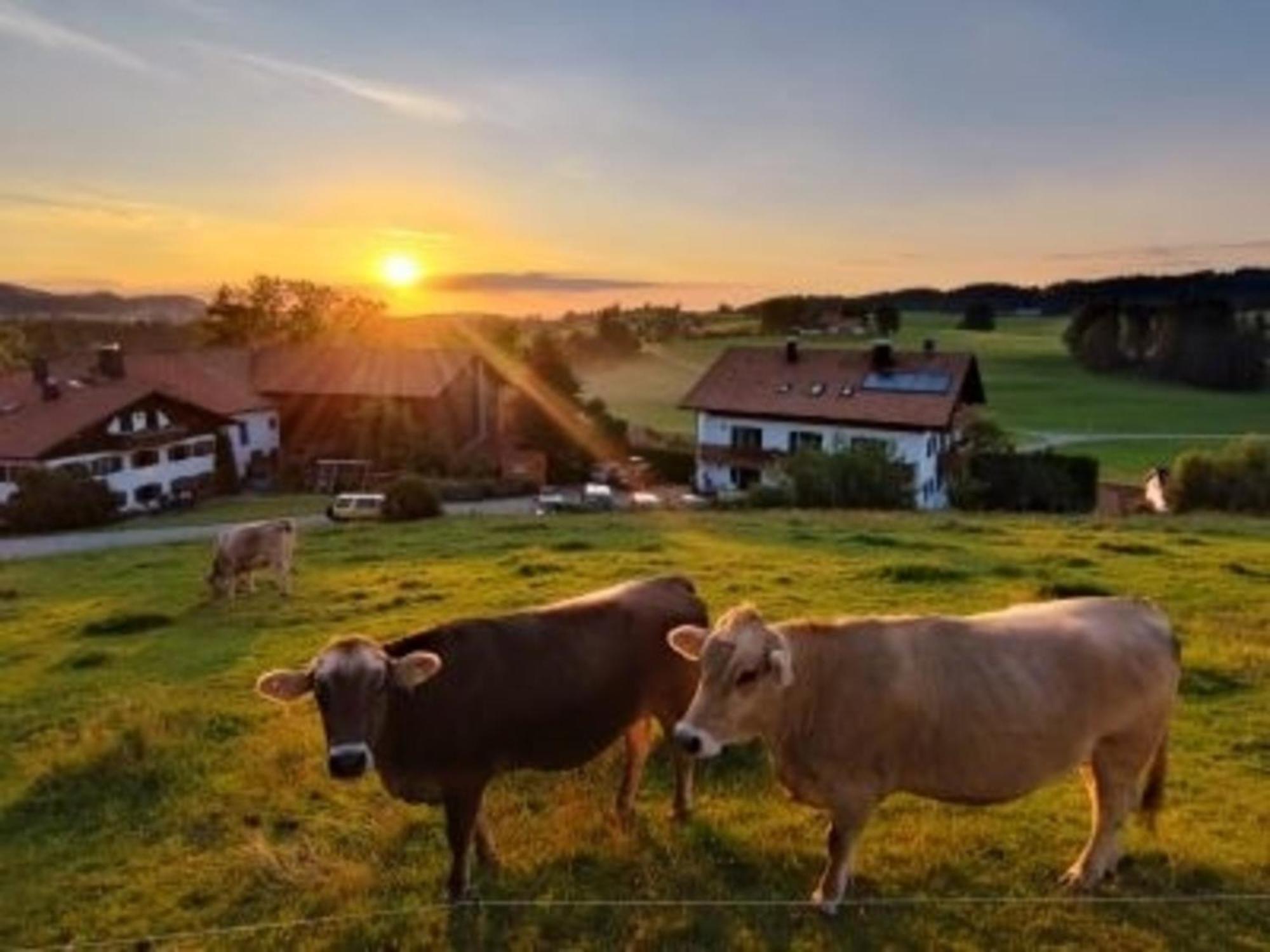 Ferienhof Hefele Zimmer Schwansee Mit Koenigscard 홈페라우 외부 사진